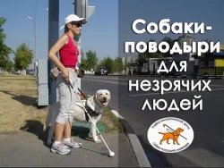 Международный день собак-поводырей