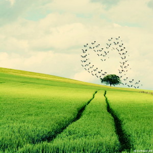 nature-heart17